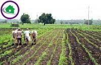 seven 7 bhigha agriculture land for sale only 10 lakh per bhigha good for investment or gardening sagwan and maunghy tree purpose