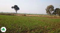 Want to Sell Property Land in arrah