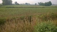 Selling Agricultural Land in Bihar Shariff Land Size 8 5 Bigha