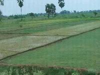 Land for sale in sawar chak main road only 7km form AIIMS PATNA