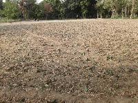 54 gunthas plot available for sale in Bariarpur- Baruni
