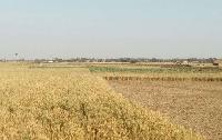1 bhigha agriculture land for sale in Darbhanga