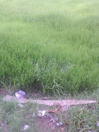 Plot Sell In Bela Lakcchamanpur