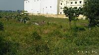 270 kattha Land for Sale in Bhagwanpur Ratti Area