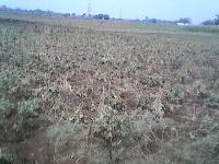 Residential Land for Sale in Patna