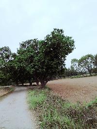 2 Bigha 5 Kattha Land For Sale In Uchkagaon Block District Gopalganj Bihar