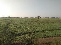 6 Bigha Land With Muzaffarpur - Mahua 2 Lane Highway, Near - Kerma ,purushtampur Village