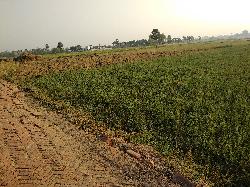 20 Katha Land For Sale in Jehanabad