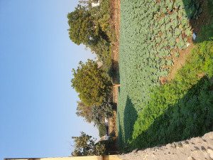 Plot for sale in basudeopur