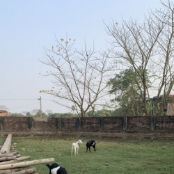 Land Plot In Bela Road Near Sns Collage
