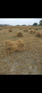 Agricultural land for sale