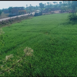 Land On Sale On Domuhan Cherki Road Bodhgaya Facing Roadside Near Magadh University 