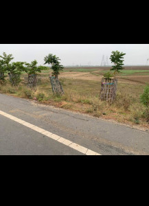 57 kattha with 250 ft frontage is available for sale on NH33 @ 2.5 lakh/kattha