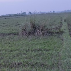 Agricultural Land Plot For Investment Purpose
