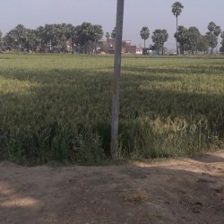 Free Hold Agriculture Land For Sale In Katihar Pethiya Bazar