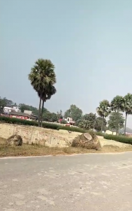 Land on the side of Bihar State Highway 87