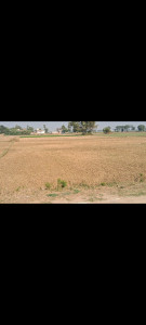 Land for selling in Rajgir Bihar 