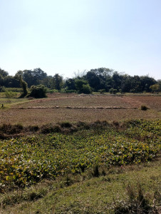 Land For Sale near Lohana Road Railway Station 