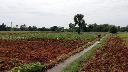 Agricultural Land Beside Road In Bihar, Purina For Sale